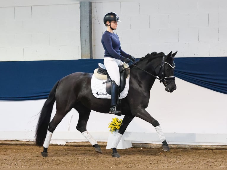 Poney de selle allemand Jument 5 Ans 143 cm Noir in Marsberg