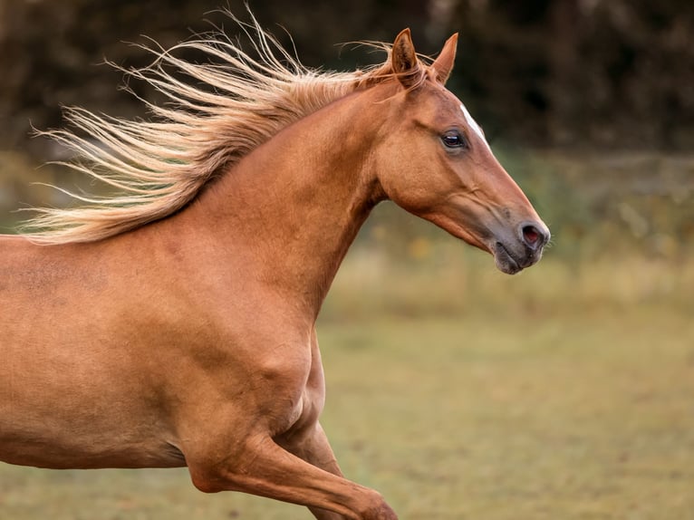 Poney de selle allemand Jument 5 Ans 144 cm Alezan dun in Haltern am See