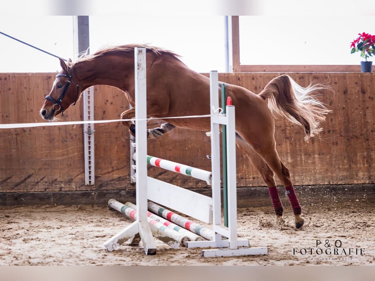 Poney de selle allemand Jument 5 Ans 144 cm Alezan dun in Haltern am See