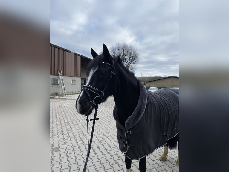 Poney de selle allemand Jument 5 Ans 144 cm Bai brun foncé in Waltrop