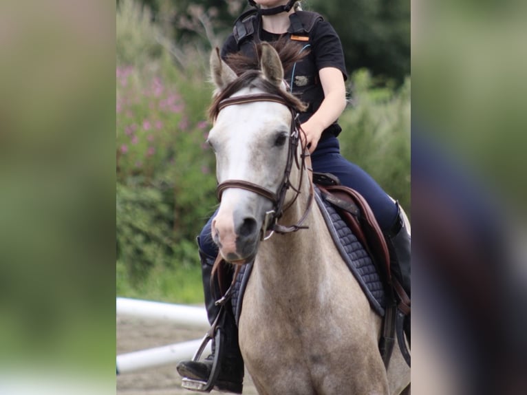 Poney de selle allemand Jument 5 Ans 144 cm Buckskin in Kiel