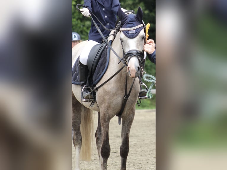Poney de selle allemand Jument 5 Ans 144 cm Buckskin in Kiel