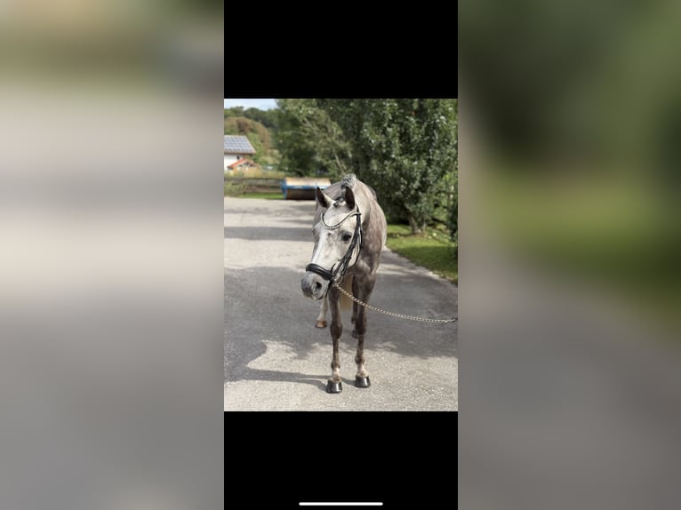 Poney de selle allemand Jument 5 Ans 144 cm Gris in Inning am Ammersee