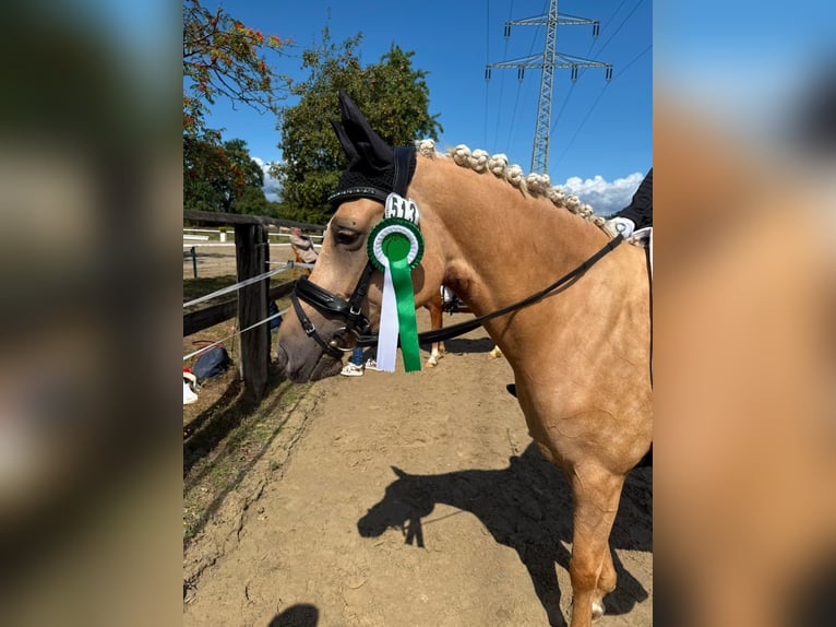 Poney de selle allemand Jument 5 Ans 144 cm Palomino in Datteln