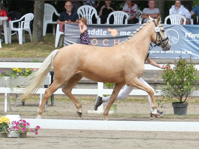 Poney de selle allemand Jument 5 Ans 144 cm Palomino in T&#xF6;nisvorst
