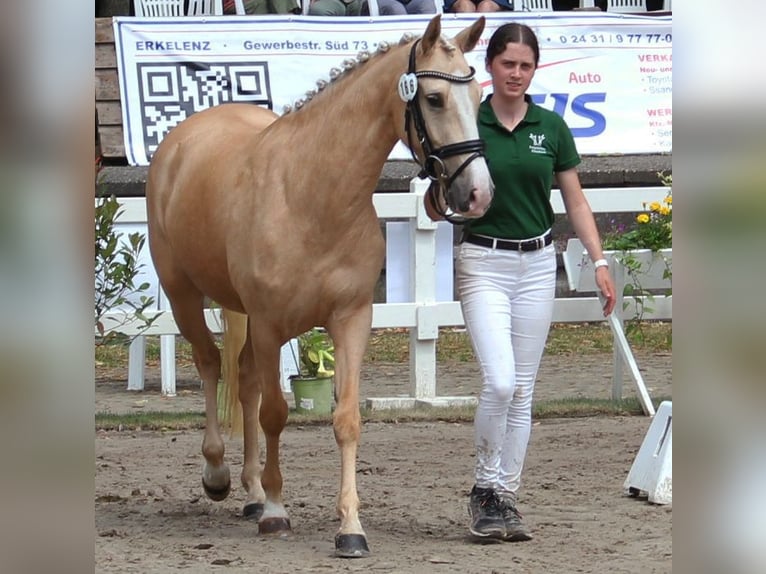 Poney de selle allemand Jument 5 Ans 144 cm Palomino in T&#xF6;nisvorst