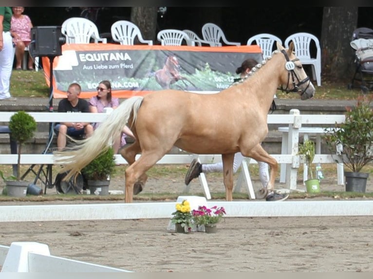 Poney de selle allemand Jument 5 Ans 144 cm Palomino in T&#xF6;nisvorst