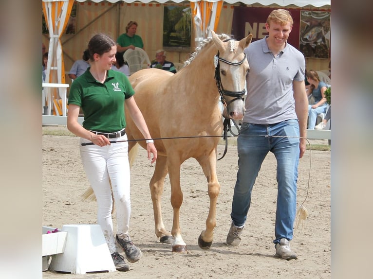 Poney de selle allemand Jument 5 Ans 144 cm Palomino in T&#xF6;nisvorst