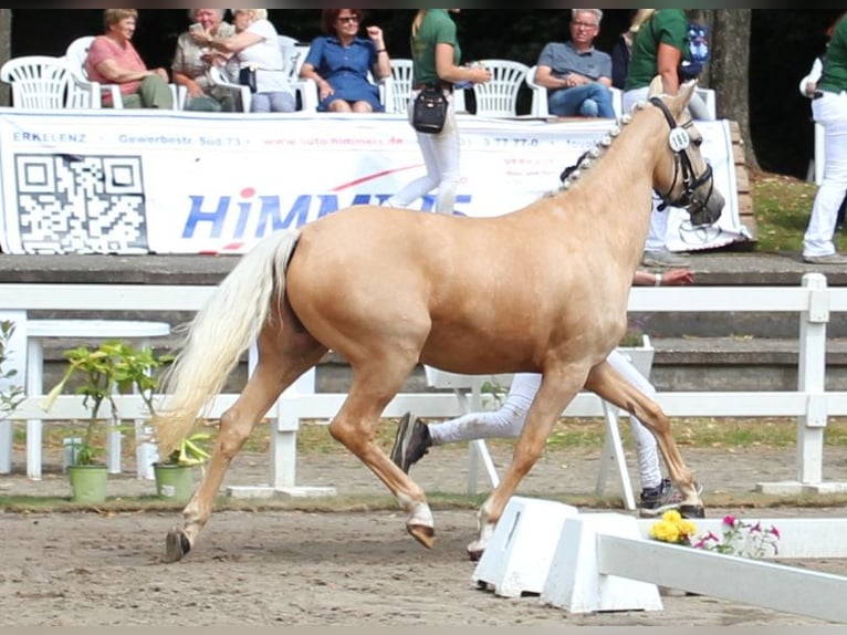 Poney de selle allemand Jument 5 Ans 144 cm Palomino in T&#xF6;nisvorst