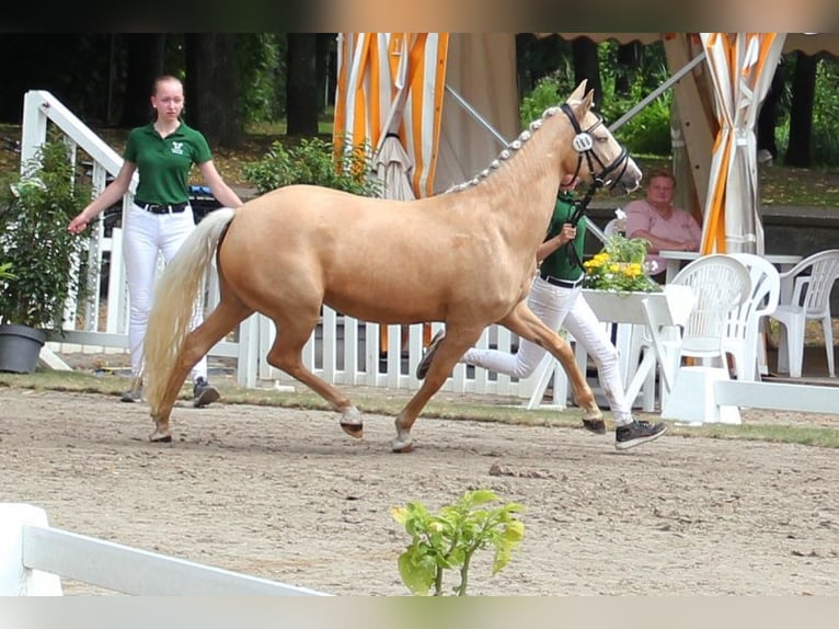 Poney de selle allemand Jument 5 Ans 144 cm Palomino in T&#xF6;nisvorst