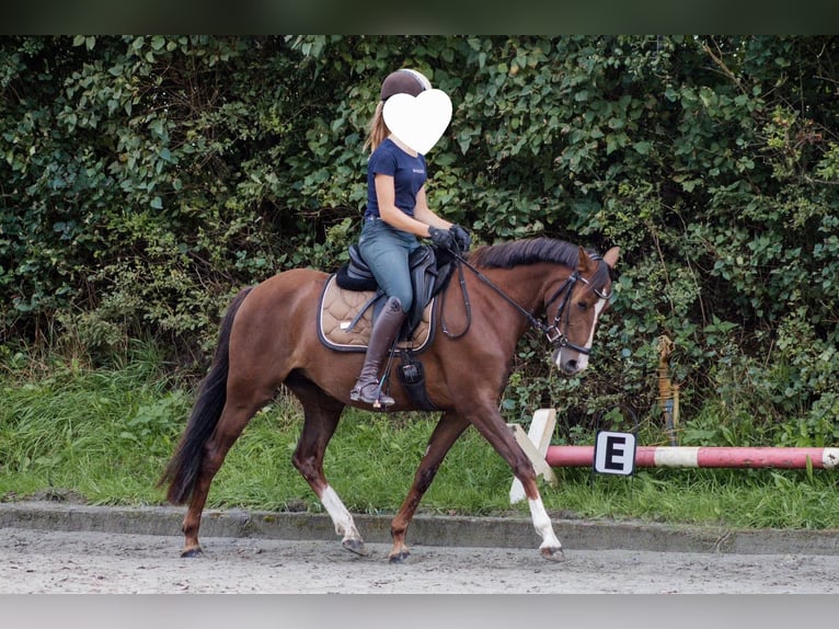 Poney de selle allemand Jument 5 Ans 145 cm Alezan brûlé in Handewitt