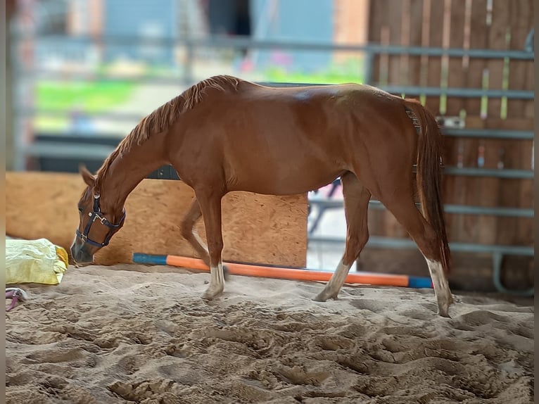 Poney de selle allemand Jument 5 Ans 145 cm Alezan in Extertal