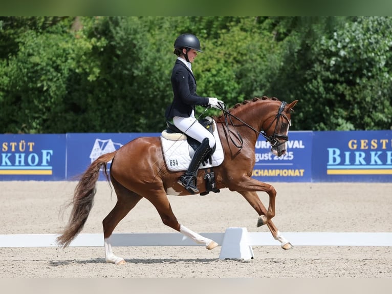 Poney de selle allemand Jument 5 Ans 145 cm Alezan in Schwäbisch Gmünd