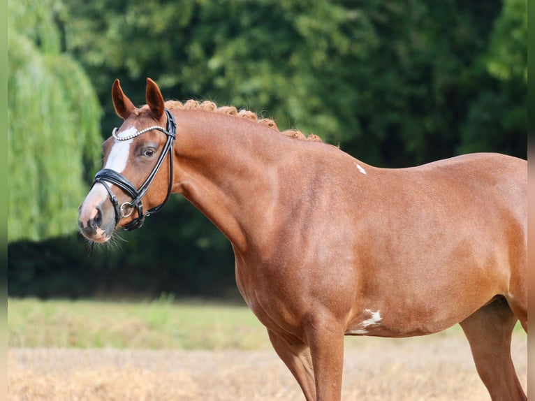 Poney de selle allemand Jument 5 Ans 145 cm Alezan in Wettringen