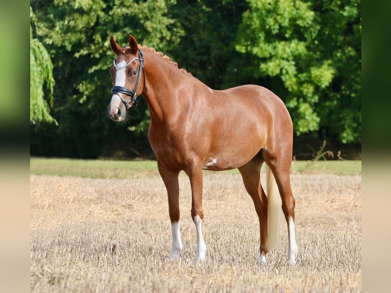 Poney de selle allemand Jument 5 Ans 145 cm Alezan in Wettringen