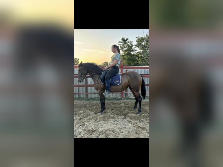 Poney de selle allemand Jument 5 Ans 145 cm Bai in Kiskunhalas