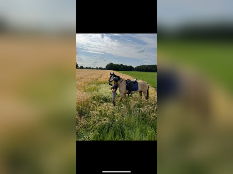 Poney de selle allemand Jument 5 Ans 145 cm Buckskin in Wesel