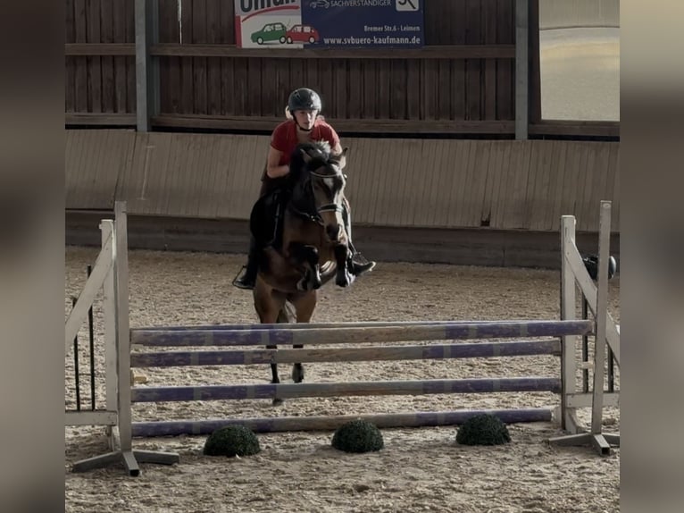 Poney de selle allemand Jument 5 Ans 145 cm Buckskin in Wiesloch