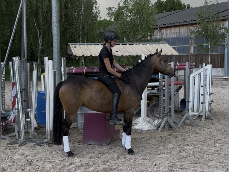Poney de selle allemand Jument 5 Ans 145 cm Buckskin in Wiesloch