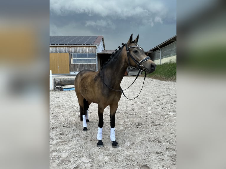 Poney de selle allemand Jument 5 Ans 145 cm Buckskin in Wiesloch