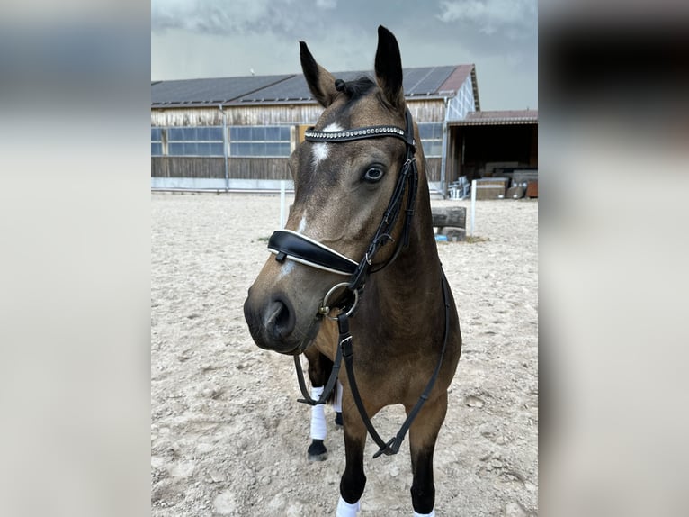 Poney de selle allemand Jument 5 Ans 145 cm Buckskin in Wiesloch