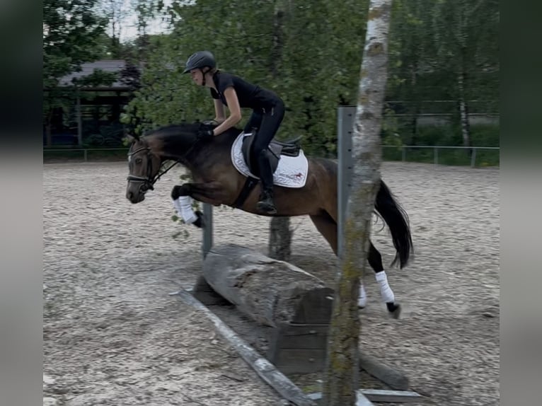 Poney de selle allemand Jument 5 Ans 145 cm Buckskin in Wiesloch