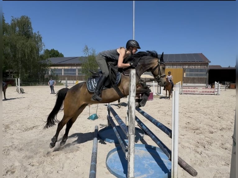 Poney de selle allemand Jument 5 Ans 145 cm Buckskin in Wiesloch