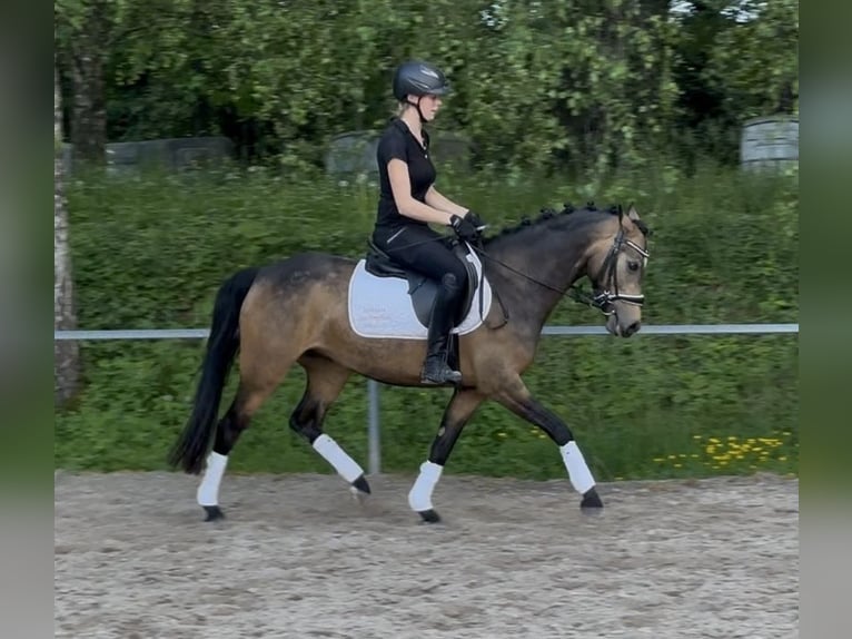 Poney de selle allemand Jument 5 Ans 145 cm Buckskin in Wiesloch
