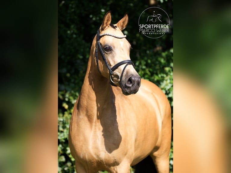 Poney de selle allemand Jument 5 Ans 145 cm Isabelle in Quakenbrück