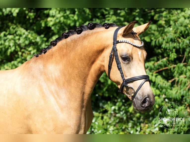 Poney de selle allemand Jument 5 Ans 145 cm Isabelle in Quakenbrück