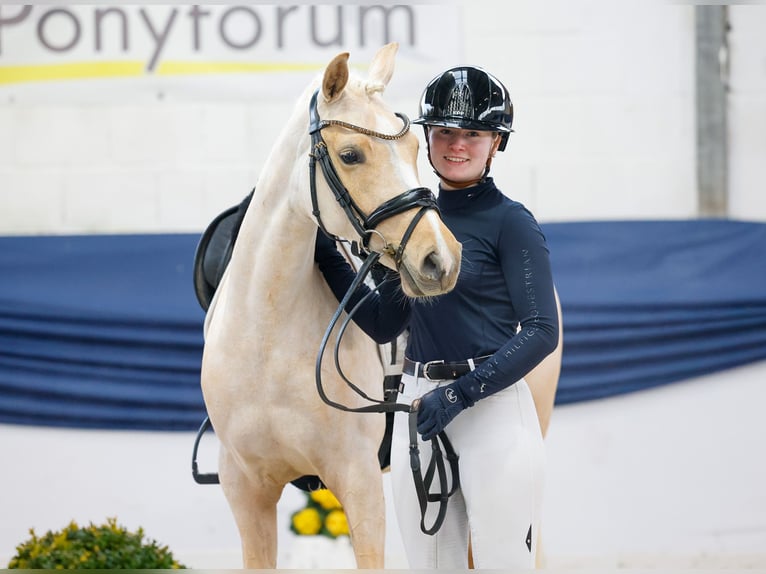 Poney de selle allemand Jument 5 Ans 145 cm Palomino in Marsberg