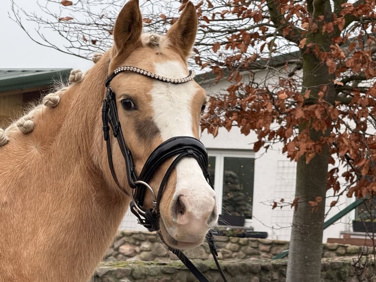 Poney de selle allemand Jument 5 Ans 145 cm Palomino in Treuenbrietzen