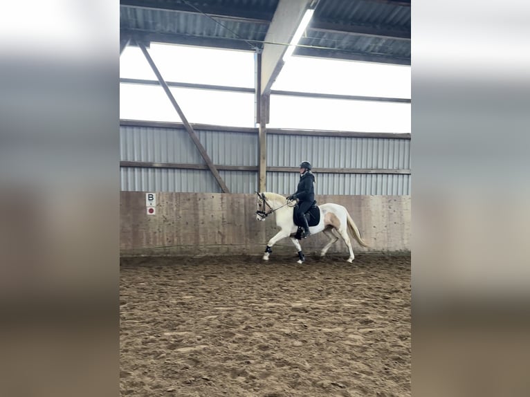 Poney de selle allemand Jument 5 Ans 145 cm Pinto in Jersbek