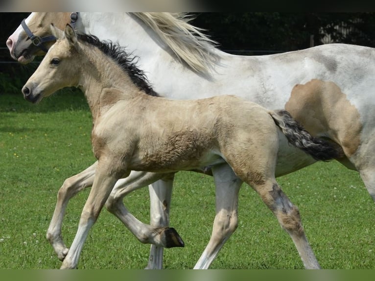 Poney de selle allemand Jument 5 Ans 145 cm Pinto in Jersbek