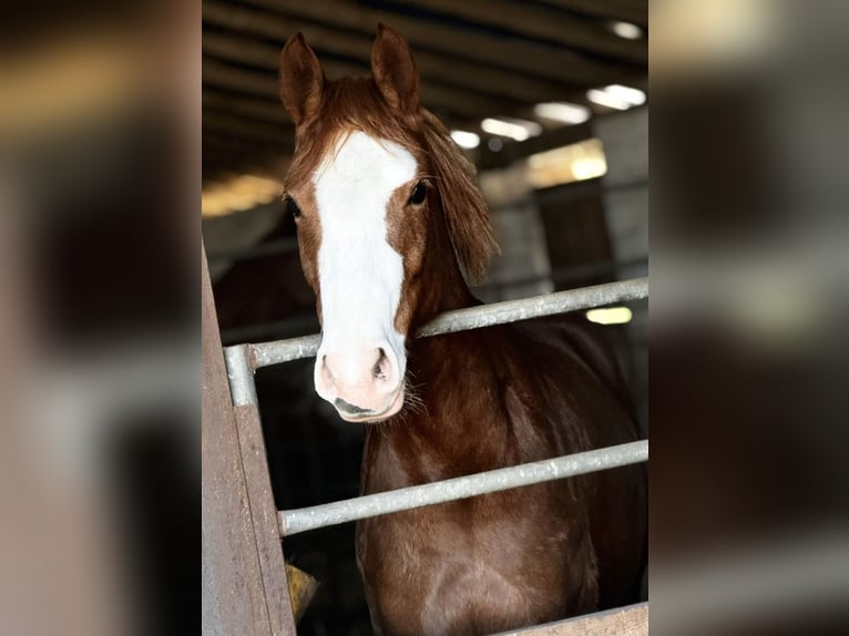 Poney de selle allemand Jument 5 Ans 146 cm Alezan in Rheinberg