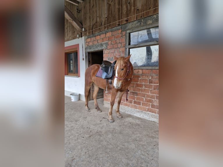 Poney de selle allemand Croisé Jument 5 Ans 146 cm Alezan in Schuttertal
