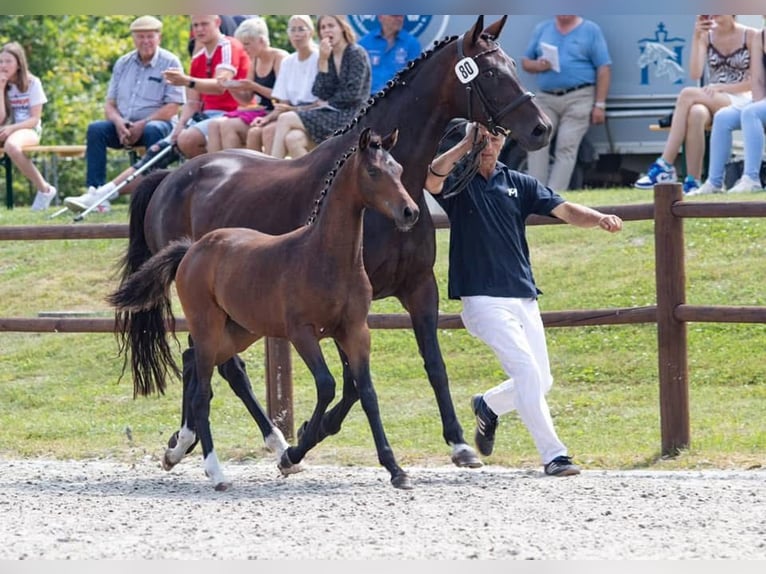 Poney de selle allemand Jument 5 Ans 146 cm Bai brun foncé in Embsen