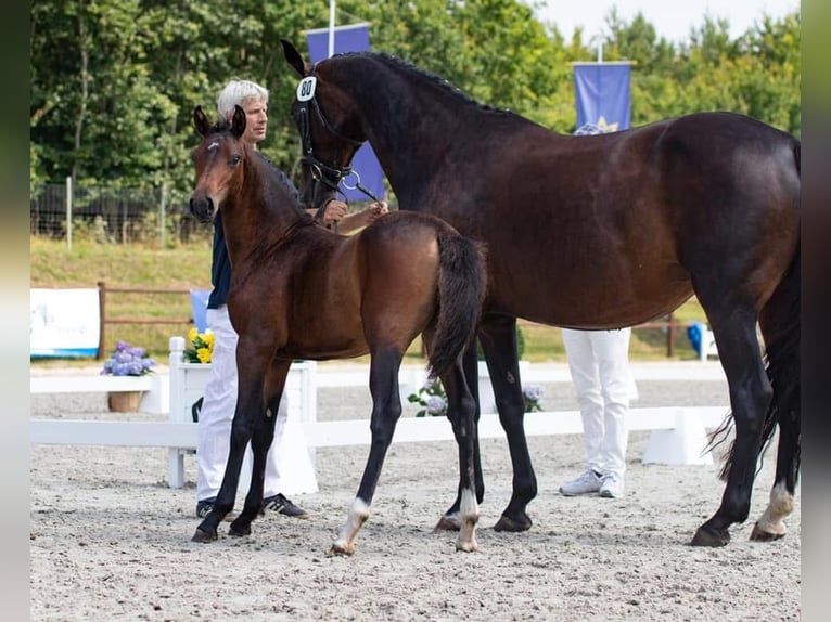 Poney de selle allemand Jument 5 Ans 146 cm Bai brun foncé in Embsen