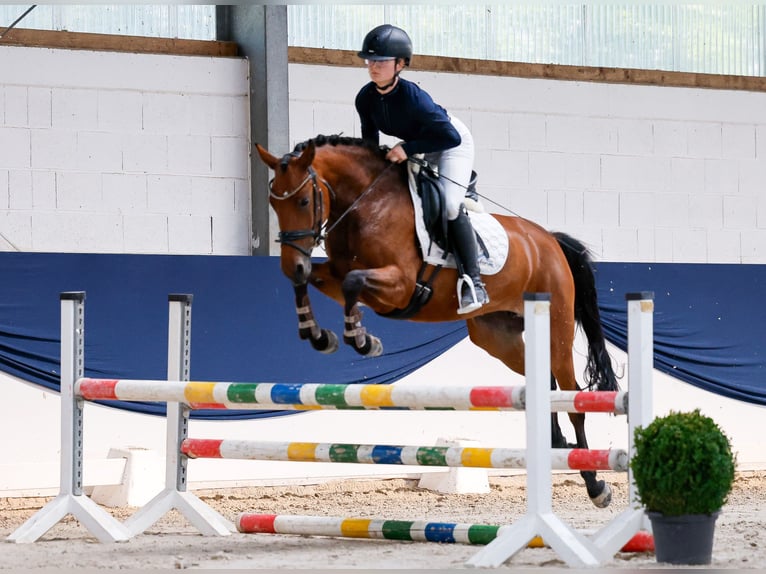 Poney de selle allemand Jument 5 Ans 146 cm Bai in Marsberg