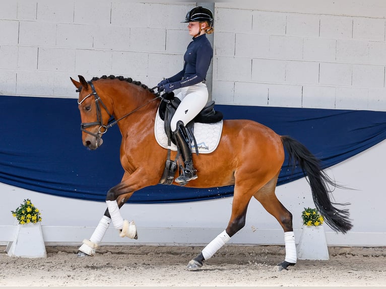 Poney de selle allemand Jument 5 Ans 146 cm Bai in Marsberg