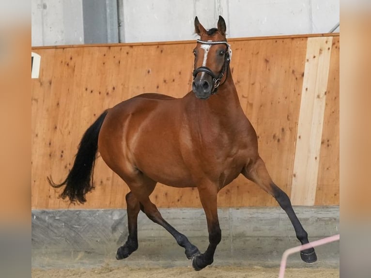 Poney de selle allemand Jument 5 Ans 146 cm Bai in Pitten