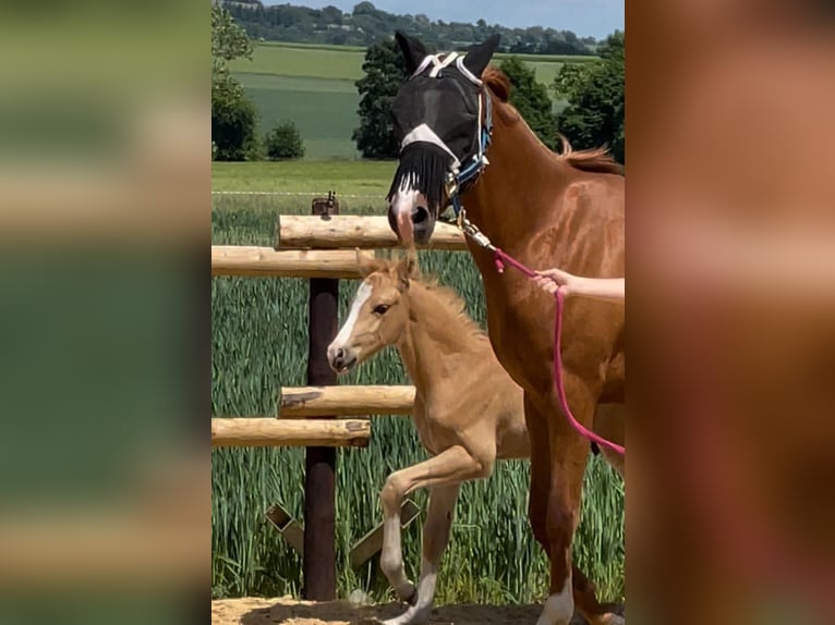 Poney de selle allemand Jument 5 Ans 146 cm  in KaltMünstermaifeld
