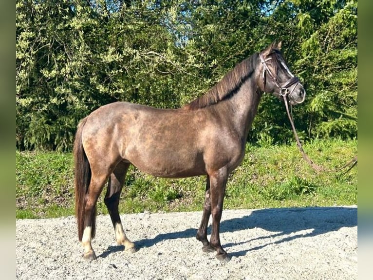 Poney de selle allemand Jument 5 Ans 146 cm  in Drackenstein