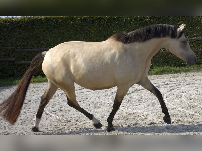 Poney de selle allemand Jument 5 Ans 146 cm Isabelle in Krefeld