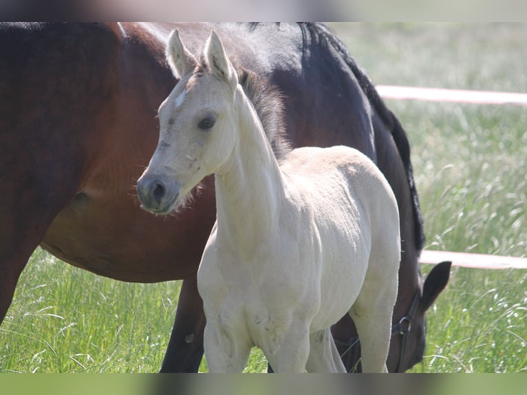 Poney de selle allemand Jument 5 Ans 146 cm Isabelle in Krefeld