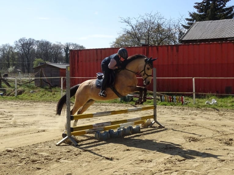 Poney de selle allemand Jument 5 Ans 146 cm Isabelle in Emsb&#xFC;ren
