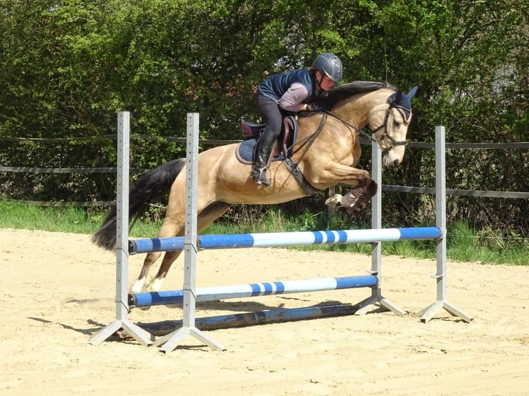 Poney de selle allemand Jument 5 Ans 146 cm Isabelle in Emsb&#xFC;ren