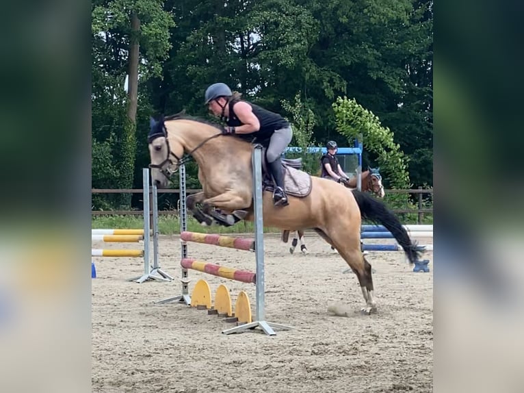 Poney de selle allemand Jument 5 Ans 146 cm Isabelle in Emsb&#xFC;ren