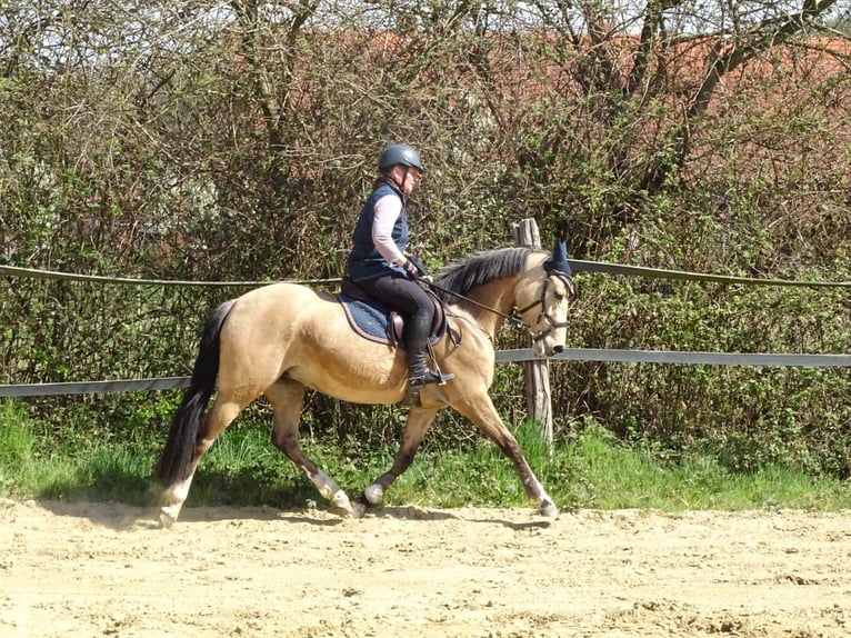 Poney de selle allemand Jument 5 Ans 146 cm Isabelle in Emsb&#xFC;ren