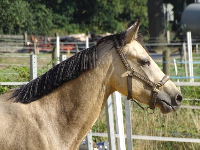 Poney de selle allemand Jument 5 Ans 146 cm Isabelle in Emsb&#xFC;ren